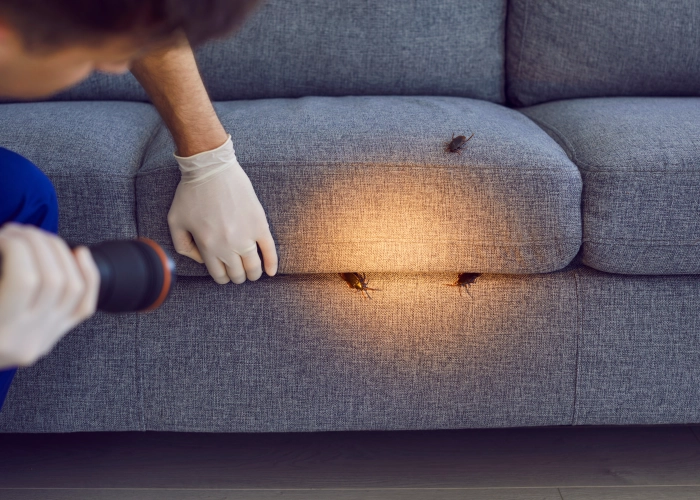 Bed Bug Treatment in Caledon L7C 0G6